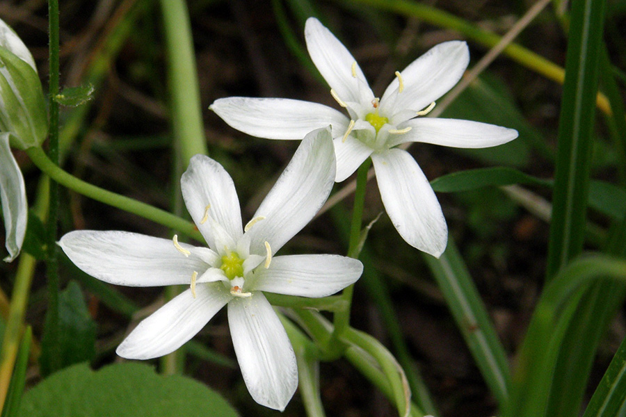 Bach-Blüte Star of Bethlehem (doldiger Milchstern) 