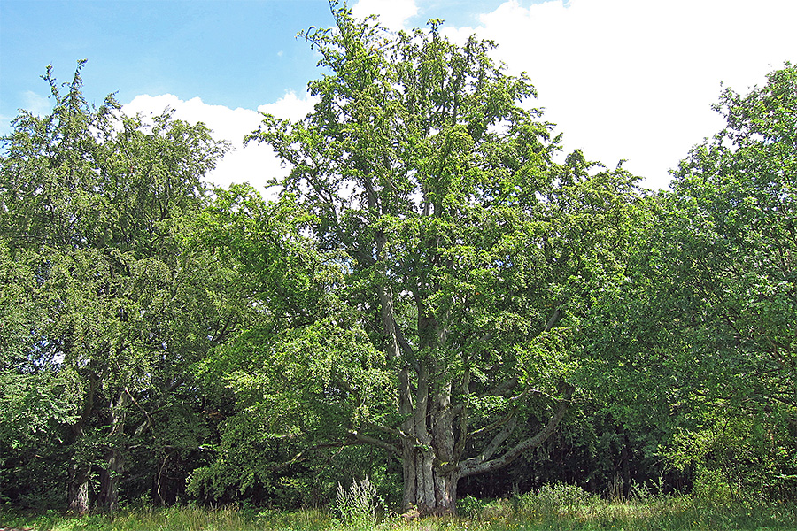 Bach-Blüte Beech (Buche) – Toleranzblüte