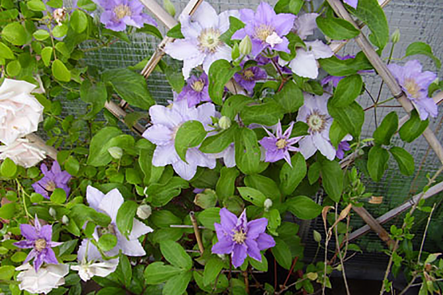 Bach-Blüte Clematis – Realitätsblüte