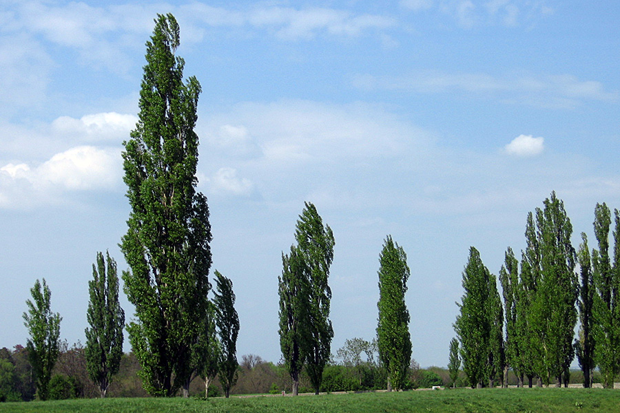 Bach-Blüte Espen Zitterpappel  - Ahnungsblüte