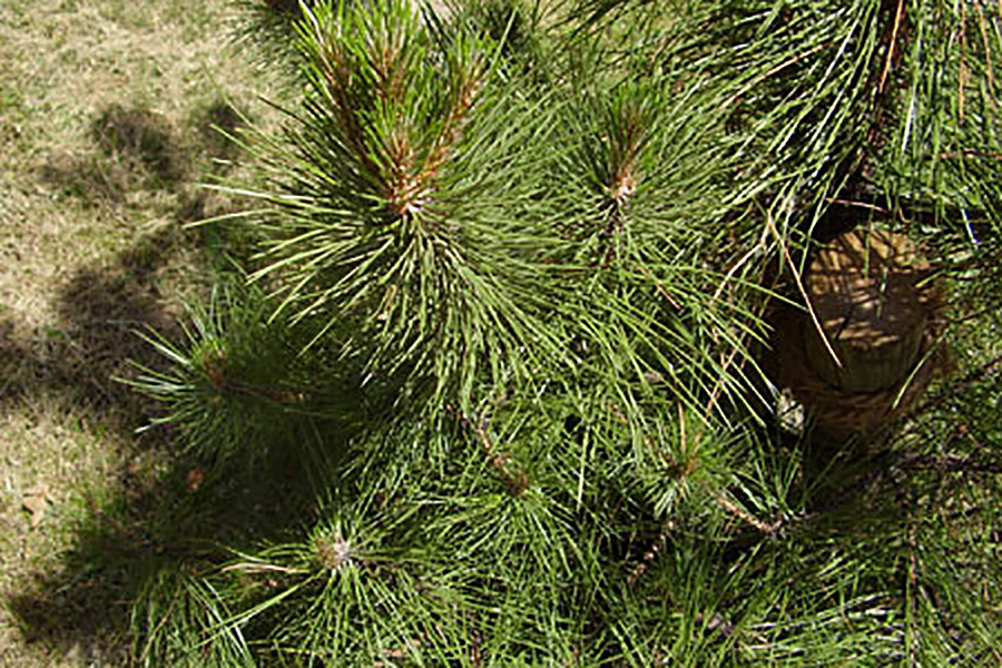 Bach-Blüte Pinie (schottische Kiefer) – Selbstakzeptanzblüte