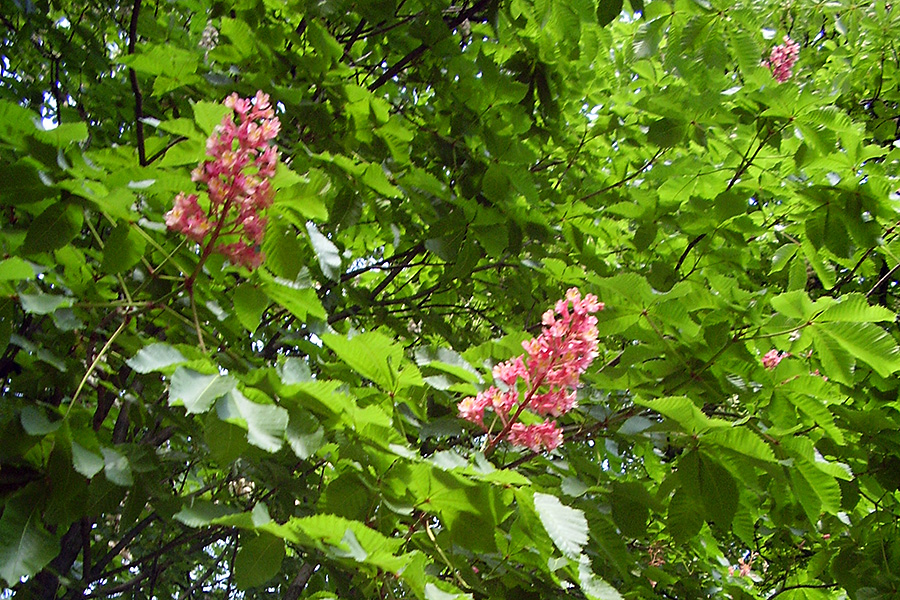 Bach-Blüte Red Chestnut