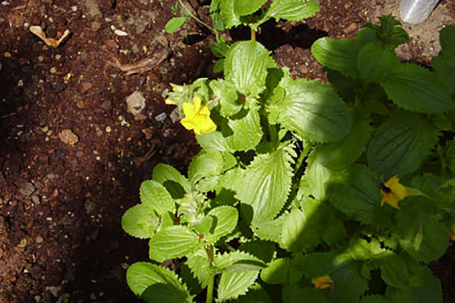 Bach-Blüte Rock Rose (gelbes Sonnenröschen) – Eskalationsblüte