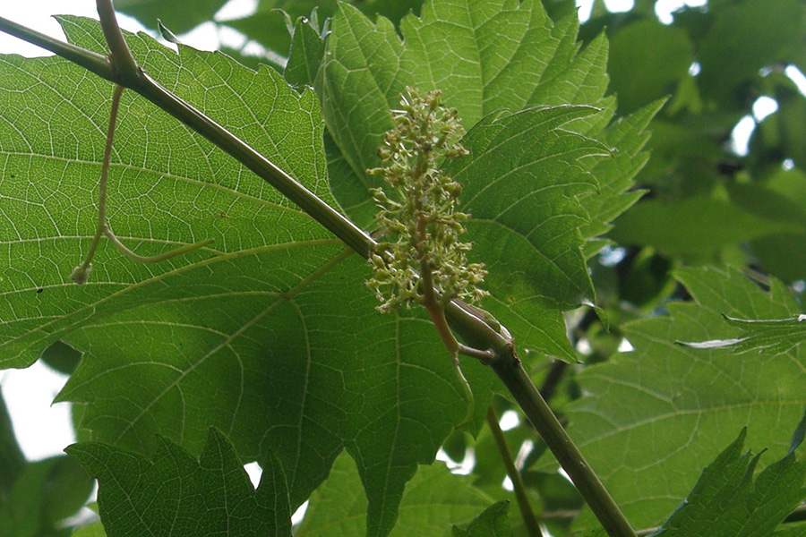 Bach-Blüte Vine - Wein