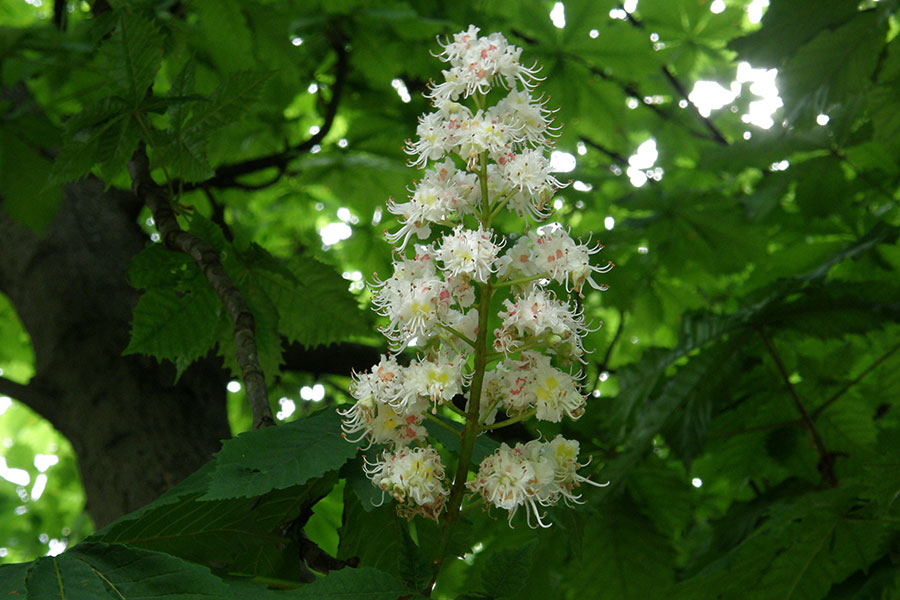 Bach-Blüte White Chestnut - Weiße Kastanie