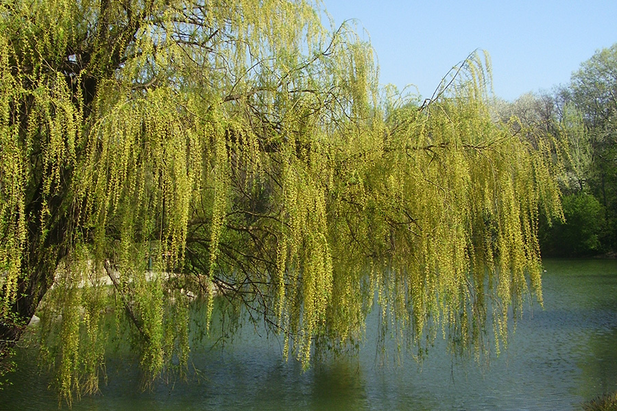 Bach-BlüteWillow (gelbe Weide)