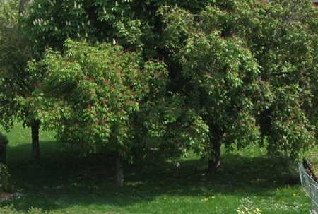 Red Chestnut