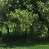Red Chestnut