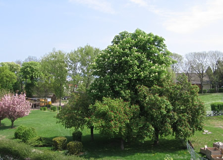 White Chestnut