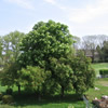White Chestnut