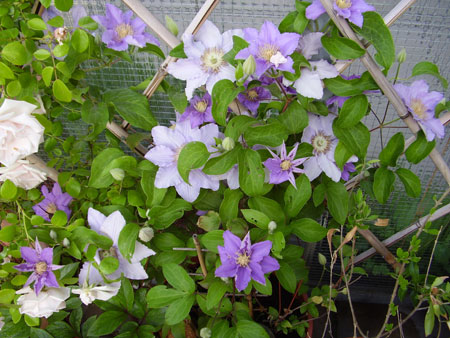 Clematis Bachbl&uuml;te