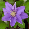 Clematis - Bachbl&uuml;te