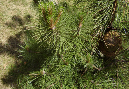 Pinie Bachbl&uuml;te
