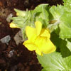 Rockrose