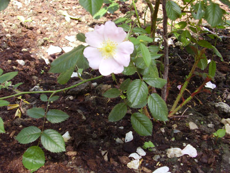 Wildrose Bachbl&uuml;te