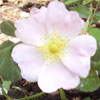 Wildrose