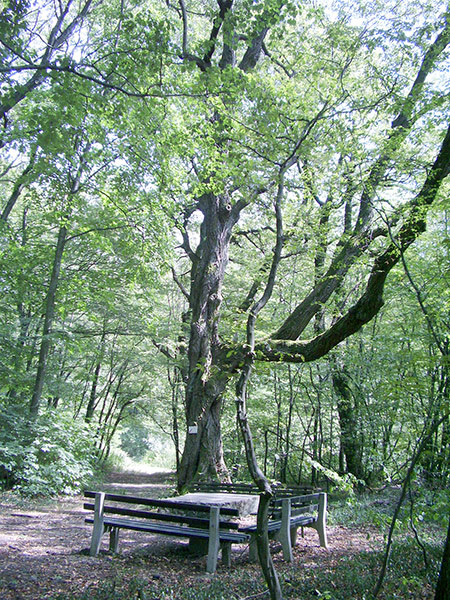 Meditative Wanderungen